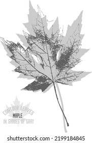 Maple leaf vector silhouette. A set of decorative silhouette maple leaves for further color application. Contours of Maple leaves in shades of gray