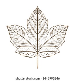 Maple leaf. Vector vintage engraved illustration. Isolated on white background