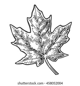 Maple leaf. Vector vintage engraved illustration. Isolated on white background