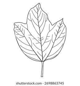 Contorno de viburnum de hoja de arce, ilustración botánica de Vector. Página del libro para colorear Mapleleaf viburnum shrub.