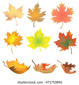 Maple leave autumn leafs orange leafs collection of autumn maple leaves