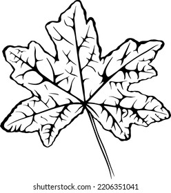 Maple Leave Outline Vector Illustrations 