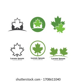 maple leave vector illustration design