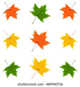 maple leaves,