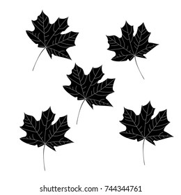 Maple leaves.
