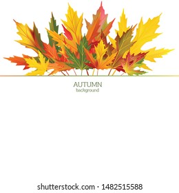 Maple leaves. Autumn background. Red. Yellow. Green.