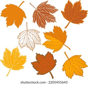  Colección de hojas de arce de otoño.Ilustración vectorial con fondo transparente. Por tus zumbidos.
 Plantilla de diseño para publicidad, internet, redes sociales, stickers,
 crear patrones. 