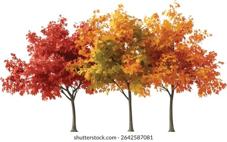 Maple leaves autumn colors, vibrant trees seasonal, cut out transparent background, fall leaves, autumn season, nature, colorful trees, vibrant foliage, seasonal leaves
