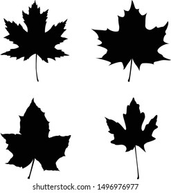 maple leaves autumn fall black and white vector