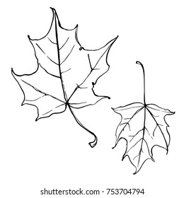 Maple leaves. Autumn leaves painted with mascara on a white background. Botanical sketch. 