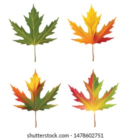 Maple leaves. Autumn. Red. Yellow. Green. Isolated.