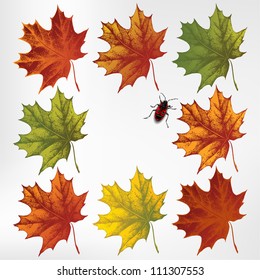 Maple leaves in autumn, set. Vector illustration