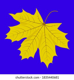 Maple leaves in autumn. Vector illustration of a bright maple leaf.
