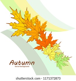 maple leaves autumnal vector background