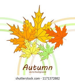 maple leaves autumnal vector background