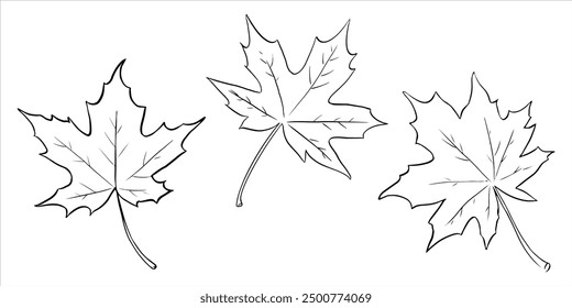 Maple leaves black and white sketch, vector illustration. The background of autumn nature, a plant element, an isolated white and botanical symbol of the decor. Collection of foliage contours, forest 