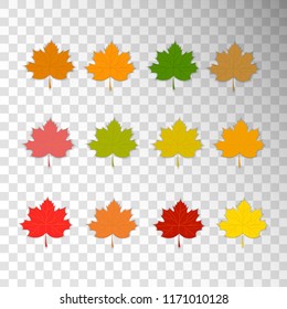 Maple leaves. Colorful leaves isolated on transparent background. Vector illustration.