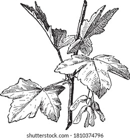 Maple (Leaves), From the Dictionary of Word and Things, 1888.