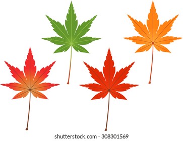 Maple leaves (different colors four)