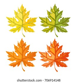 Maple leaves of different colors. Vector illustration. Set of leaves.