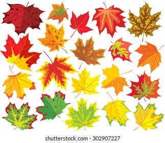 Maple leaves of different shapes and colors, collection of vector illustrations