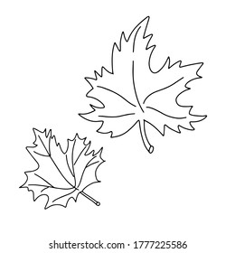 Maple leaves doodle vector hand drawn illustration. Autumn leaves fall. Thanksgiving botanical drawing isolated