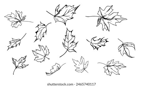 Maple leaves fall set black and white vector illustration. Autumn nature background plant element isolated white and botany decoration symbol. Foliage outline collection silhouette forest sketch