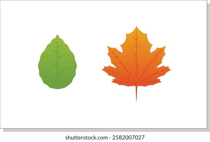 maple leaves and green leaves for fall and summer