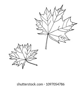 Maple leaves isolated on white background. Vector illustration.  Element for design. Hand drawn contour lines