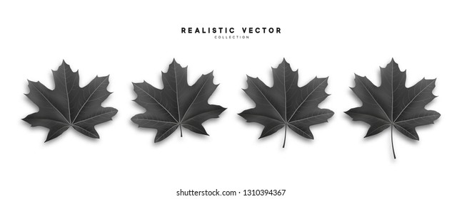 Maple leaves, isolated on white background. Fall Foliage realistic design.