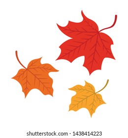 Maple leaves isolated on white background