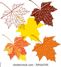 Maple leaves. Isolated maple on white background. Silhouette. Red, orange, yellow leaves. Vector colorful illustration.