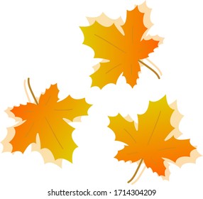 maple, leaves isolated vector illustration