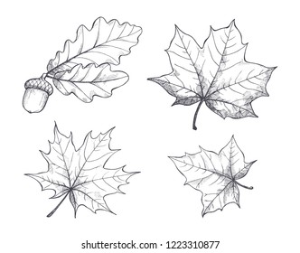 Maple leaves monochrome sketches outline isolated icons set vector. Drawing and autumn decoration, acorn hanging on branch. Defoliation in fall season