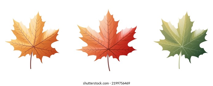 Maple leaves on a white background. Set of multicolored autumn leaves. Cartoon vector illustration. Hello autumn, seasonal theme.