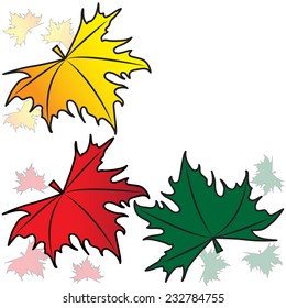 Maple leaves on a white background