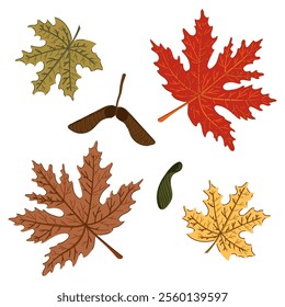 maple leaves and pod colorful autumn set. Forest fall plant