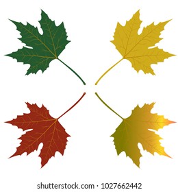maple leaves red green yellow vector illustration on white background