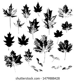 Maple leaves and seeds. Maple leaf. Set of black leaf prints isolated on a white background. Stock vector illustration.