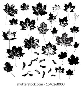 Maple leaves and seeds. Maple leaf. Set of isolated black imprints of leaves on a white background. Stock vector illustration.