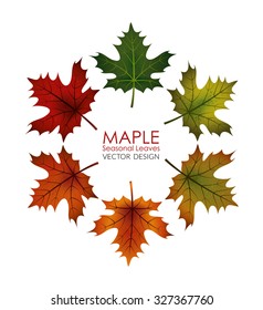 Maple Leaves Set. All Seasons. Isolated Vector Design.