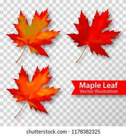 Maple leaves set isolated on transparent background. Bright red autumn realistic leaves. Vector illustration eps 10