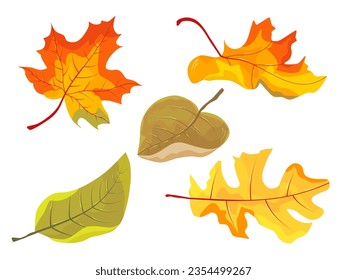 Maple leaves set isolated on white background. Autumn and hand drawn vector illustration falling leaves. Imagem Vetorial Stock