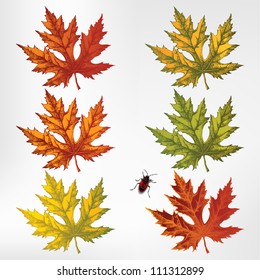 Maple leaves, set. Vector illustration.