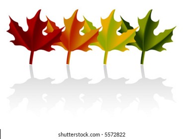 Maple leaves throughout the year look with shadow