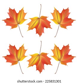 maple leaves, vector
