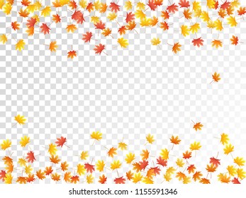 Maple leaves vector, autumn foliage on transparent background. Canadian symbol maple red orange yellow dry autumn leaves. Flying tree foliage september background graphics.