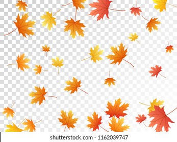 Maple leaves vector, autumn foliage on transparent background. Canadian symbol maple red orange yellow dry autumn leaves. Cool tree foliage vector september seasonal background.