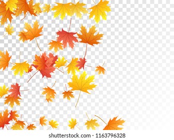 Maple leaves vector, autumn foliage on transparent background. Canadian symbol maple red orange gold dry autumn leaves. Romantic tree foliage vector september seasonal background.