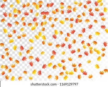 Maple leaves vector, autumn foliage on transparent background. Canadian symbol maple red orange yellow dry autumn leaves. Rich tree foliage vector november seasonal background.